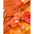 セキグチ Monchhichi Colorful Fantasy ｶﾘﾓﾝﾁﾂﾁｶﾗﾌﾙﾌｱﾝﾀｼﾞ--イメージ9